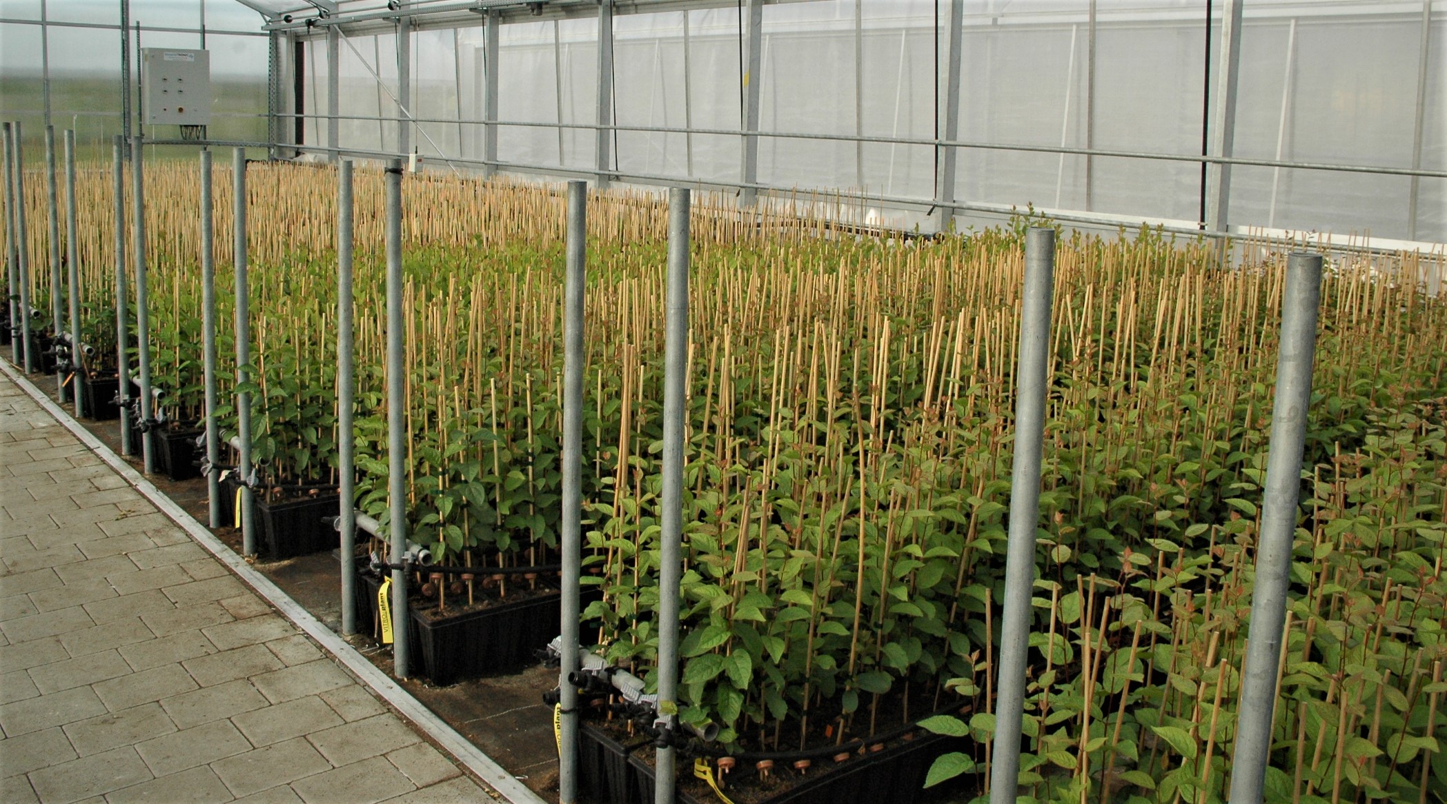 Ob bayerisches Obst oder Obstbäume: Im bayerischen Obstzentrum gibt es beides en masse - aus regionalem Anbau